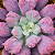 SUCULENTA LÍNGUA (Echeveria 'Linguas') - Pote 9 - Imagem 2