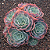 ROSA DE PEDRA GLAUCA (Echeveria secunda var. glauca) - Pote 11 - Imagem 1