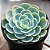 ROSA DE PEDRA GLAUCA (Echeveria secunda var. glauca) - Pote 11 - Imagem 2