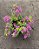PRIMAVERA PENDENTE (Bougainvillea glabra variegata) - Cuia 21 - Imagem 4