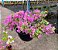 PRIMAVERA PENDENTE (Bougainvillea glabra variegata) - Cuia 21 - Imagem 2
