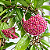 FLOR DE CERA ROSA (Hoya carnosa) - Cuia 21 - Imagem 2