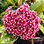 FLOR DE CERA ROSA (Hoya carnosa) - Cuia 21 - Imagem 1