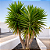 YUCCA (Yucca gigantea) - Pote 24 - Imagem 1