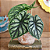 Alocasia Dragon Scale - Pote 12 - Imagem 3