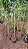 BAMBU METAKE ou JAPONÊS (Pseudosasa japonica) - Muda com até 1 metro - Imagem 5