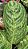 AGLAONEMA BRILHANTE (Aglaonema 'Brilliant Beauty' (spp.)) - Pote 17 - Imagem 6