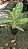AGLAONEMA BRILHANTE (Aglaonema 'Brilliant Beauty' (spp.)) - Pote 17 - Imagem 5