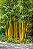 BAMBU CANA DA ÍNDIA ou ÁUREA (Phyllostachys aurea) - Muda com até 1 metro - Imagem 2