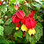 SININHO ou ABUTILON (Abutilon megapotamicum) - Muda com até 40 cm - Imagem 2
