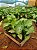 SINGÔNIO VERDE (Syngonium angustatum) - Imagem 4
