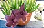 FLOR ESTRELA ou CACTO ESTRELA (Stapelia Hirsuta) - Pote 11 - Imagem 2