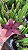 FLOR ESTRELA ou CACTO ESTRELA (Stapelia Hirsuta) - Pote 11 - Imagem 4