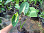 Colocasia Maui Sunrise - Muda com até 60 cm - Imagem 3