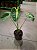 Colocasia Maui Sunrise - Muda com até 60 cm - Imagem 4