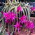 RABO DE RATO (Disocactus flagelliformis) - Cuia 13 - Imagem 1
