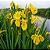 IRIS AMARELA (Iris pseudacorus) - Muda com até 60 cm - Imagem 2