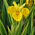 IRIS AMARELA (Iris pseudacorus) - Muda com até 60 cm - Imagem 1