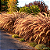 CAPIM DO TEXAS RUBRO (Pennisetum setaceum rubrum) - Imagem 1