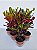 CRÓTON PARAFUSO (Codiaeum variegatum) - Pote 15 - Imagem 3