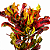 CRÓTON PARAFUSO (Codiaeum variegatum) - Pote 15 - Imagem 1
