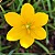 LÍRIO DO VENTO AMARELO (Zephyranthes citrina) - Imagem 3
