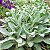 PEIXINHO DA HORTA (Stachys byzantina) - Pote 15 - Imagem 1