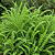 NOVALGINA ou MIL FOLHAS (Achillea millefolium) - Pote 15 - Imagem 1