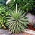 PITEIRA DO CARIBE (Agave angustifolia) - Muda com até 50 cm - Imagem 1