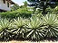 PITEIRA DO CARIBE (Agave angustifolia) - Muda com até 50 cm - Imagem 4