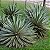 PITEIRA DO CARIBE (Agave angustifolia) - Muda com até 50 cm - Imagem 2