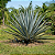 AGAVE AZUL (Agave tequilana) - Muda com até 70 cm - Imagem 1