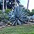 AGAVE AZUL (Agave tequilana) - Muda com até 70 cm - Imagem 2