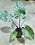 ORELHA DE ELEFANTE DE TALO NEGRO (Alocasia Macrorrhizos 'Black Stem') - Muda com até 1 metro - Imagem 8