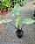 ORELHA DE ELEFANTE DE TALO NEGRO (Alocasia Macrorrhizos 'Black Stem') - Muda com até 1 metro - Imagem 7