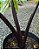 ORELHA DE ELEFANTE DE TALO NEGRO (Alocasia Macrorrhizos 'Black Stem') - Muda com até 1 metro - Imagem 5
