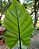 ORELHA DE ELEFANTE DE TALO NEGRO (Alocasia Macrorrhizos 'Black Stem') - Muda com até 1 metro - Imagem 3