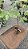 JACA ÂMBAR (Artocarpus heterophyllus “Âmbar”) - Muda com até 1 metro - Imagem 4