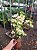 PRIMAVERA MESCLADA BRANCA E ROSA (Bougainvillea glabra) - Pote 17 com até 70 cm - Imagem 4