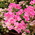 PRIMAVERA MESCLADA BRANCA E ROSA (Bougainvillea glabra) - Pote 17 com até 70 cm - Imagem 3
