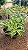 DRACENA LIMÃO (Dracaena deremensis 'Lemon Lime') - Pote 11 - Imagem 6
