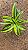 DRACENA LIMÃO (Dracaena deremensis 'Lemon Lime') - Pote 11 - Imagem 7