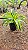 DRACENA LIMÃO (Dracaena deremensis 'Lemon Lime') - Pote 11 - Imagem 8