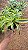 DRACENA LIMÃO (Dracaena deremensis 'Lemon Lime') - Pote 11 - Imagem 9