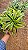 DRACENA LIMÃO (Dracaena deremensis 'Lemon Lime') - Pote 11 - Imagem 5