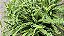 SAMAMBAIA CONFETE (Nephrolepis cordifolia var. Duffi) - Pote 15 - Imagem 3