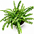 SAMAMBAIA CONFETE (Nephrolepis cordifolia var. Duffi) - Pote 15 - Imagem 1