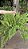 SAMAMBAIA POMPOM (Adiantum raddianum) - Cuia 21 - Imagem 3