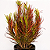 CRÓTON PICASSO (Codiaeum variegatum 'Picasso's Paintbrush') - Pote 11 - Imagem 2