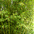 BAMBU MULTIPLEX CERCA-VIVA (Bambusa multiplex) - Muda com até 1 metro - Imagem 3